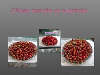 Developing a sustainable homemade fruit wine enterprise