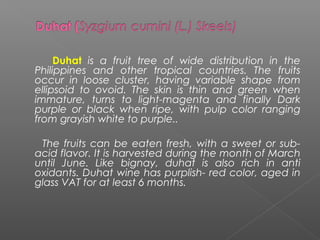 Duhat is a fruit tree of wide distribution in the
Philippines and other tropical countries. The fruits
occur in loose cluster, having variable shape from
ellipsoid to ovoid. The skin is thin and green when
immature, turns to light-magenta and finally Dark
purple or black when ripe, with pulp color ranging
from grayish white to purple..
The fruits can be eaten fresh, with a sweet or sub-
acid flavor. It is harvested during the month of March
until June. Like bignay, duhat is also rich in anti
oxidants. Duhat wine has purplish- red color, aged in
glass VAT for at least 6 months.
 