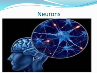 Neurons

11/16/2013

RIASAT ALI ASAD

3

 