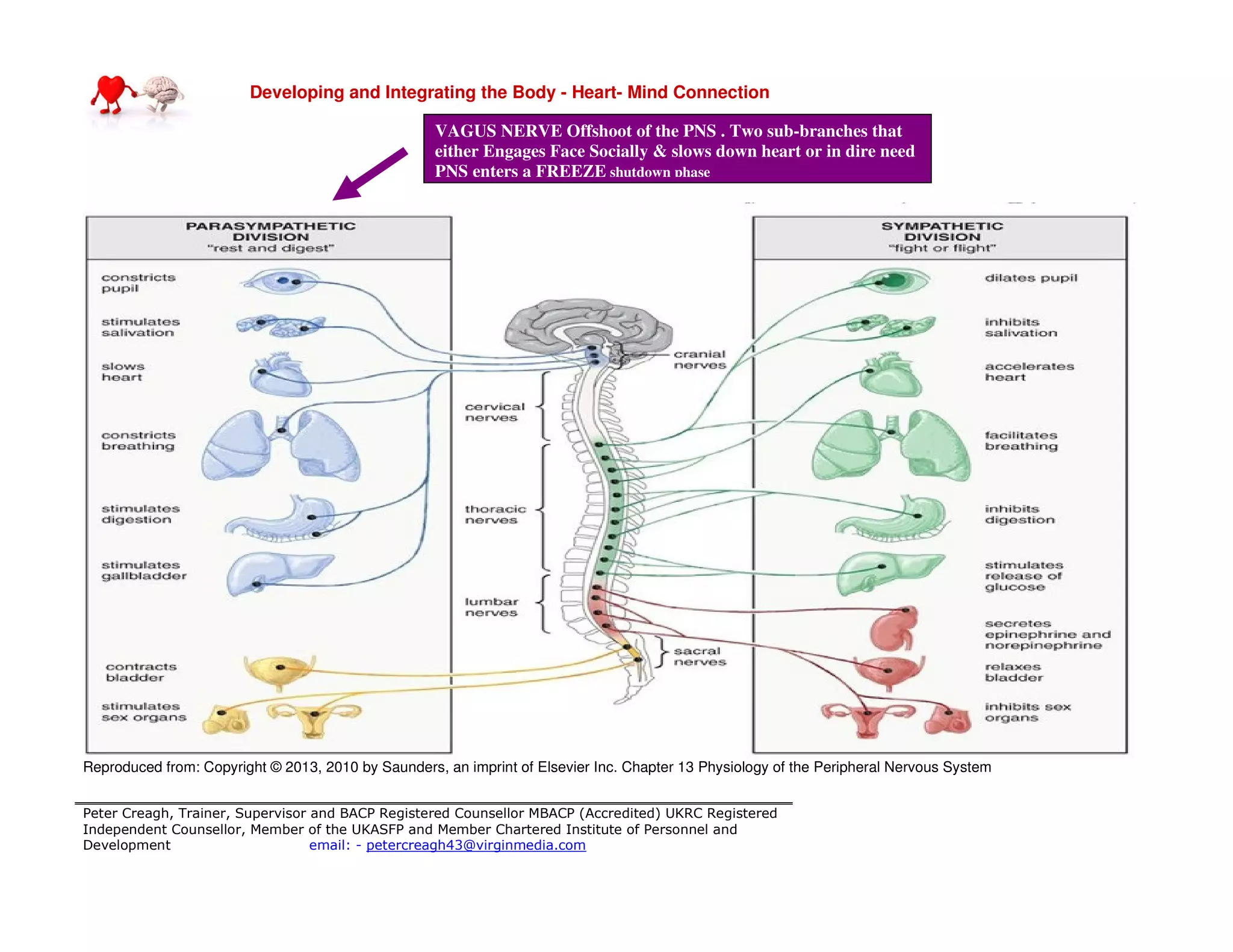 Developing and Integrating the Body - Heart- Mind Connection
Peter Creagh, Trainer, Supervisor and BACP Registered Counsellor MBACP (Accredited) UKRC Registered
Independent Counsellor, Member of the UKASFP and Member Chartered Institute of Personnel and
Development email: - petercreagh43@virginmedia.com
Reproduced from: Copyright © 2013, 2010 by Saunders, an imprint of Elsevier Inc. Chapter 13 Physiology of the Peripheral Nervous System
VAGUS NERVE Offshoot of the PNS . Two sub-branches that
either Engages Face Socially & slows down heart or in dire need
PNS enters a FREEZE shutdown phase
 