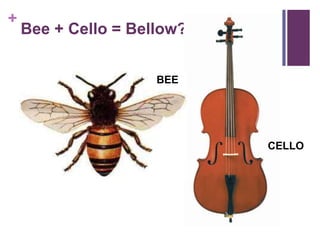 Bee + Cello = Bellow?BEECELLO