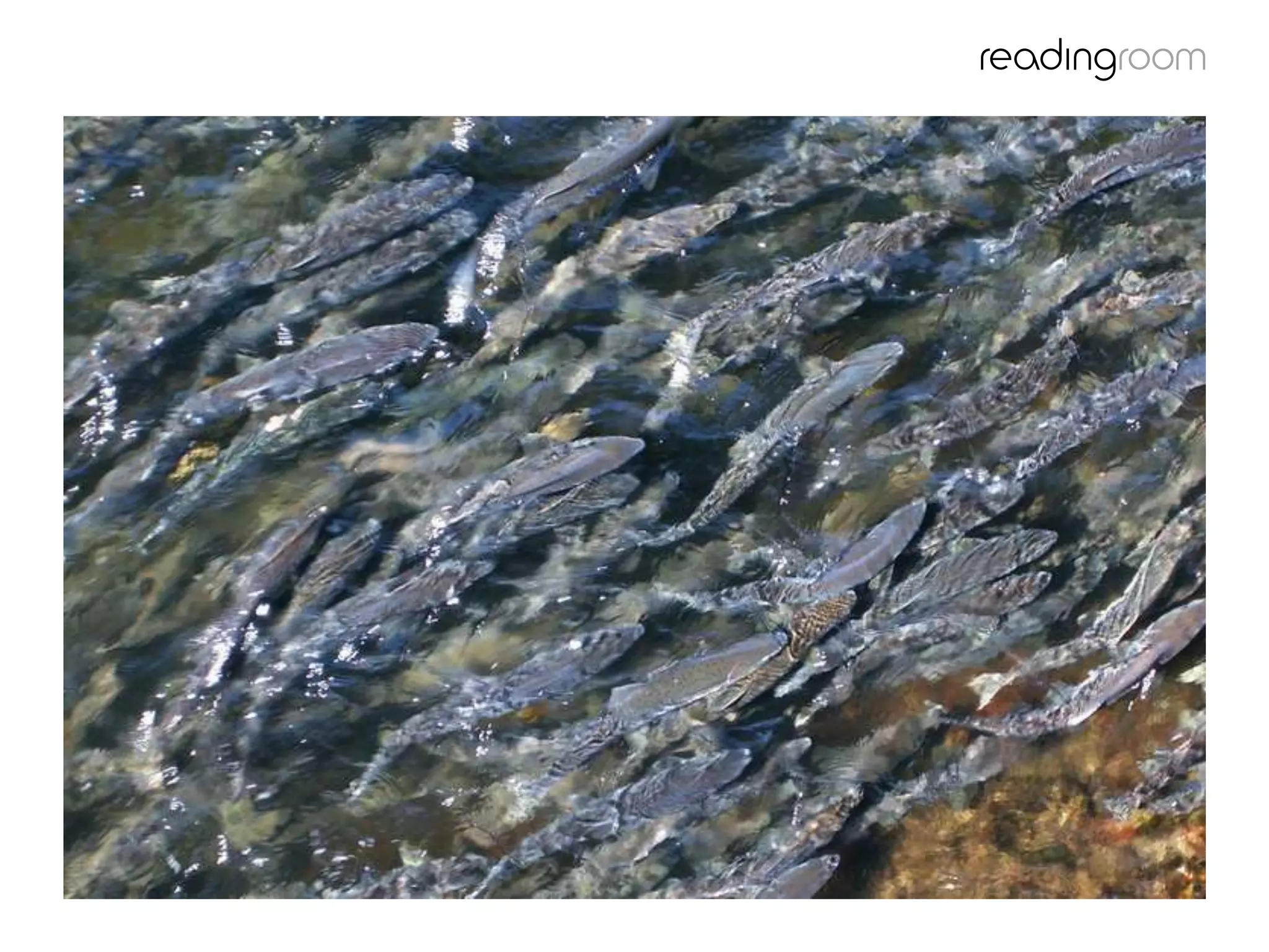 Fish swimming upstream
 