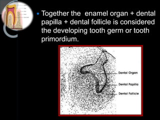 Development of Dentition AND Anomalies | PPTX