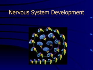 Nervous System Development 