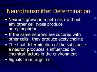 Neurotransmitter Determination Neurons grown in a petri dish without any other cell types produce norepinephrine If the same neurons are cultured with other cells , they produce acetylcholine The final determination of the substance a neuron produces is influenced by chemical factors in the environment Signals from target cell 