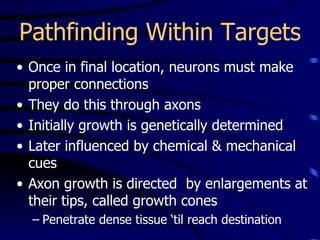 Pathfinding Within Targets Once in final location, neurons must make proper connections They do this through axons Initially growth is genetically determined Later influenced by chemical & mechanical cues Axon growth is directed  by enlargements at their tips, called growth cones Penetrate dense tissue ‘til reach destination 