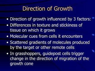 Direction of Growth Direction of growth influenced by 3 factors: Differences in texture and stickiness of tissue on which it grows Molecular cues from cells it encounters Scattered gradients of molecules produced by the target or other remote cells In grasshoppers, guidepost cells trigger change in the direction of migration of the growth cone   