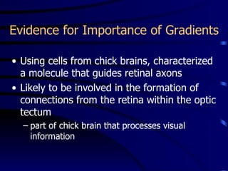 Evidence for Importance of Gradients Using cells from chick brains, characterized a molecule that guides retinal axons Likely to be involved in the formation of connections from the retina within the optic tectum part of chick brain that processes visual information 