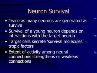 Neuron Survival Twice as many neurons are generated as survive Survival of a young neuron depends on interactions with the target neuron  Target cells secrete ‘survival molecules’ = tropic factors Extent of activity among neural connections strengthens or weakens connections 