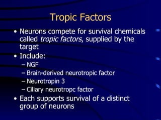 Tropic Factors Neurons compete for survival chemicals called  tropic factors , supplied by the target Include:   NGF Brain-derived neurotropic factor Neurotropin 3 Ciliary neurotropc factor Each supports survival of a distinct group of neurons 