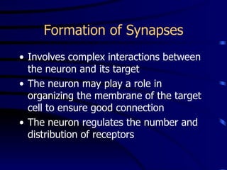 Formation of Synapses Involves complex interactions between the neuron and its target The neuron may play a role in organizing the membrane of the target cell to ensure good connection The neuron regulates the number and distribution of receptors 