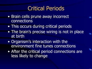 Critical Periods Brain cells prune away incorrect connections This occurs during critical periods The brain’s precise wiring is not in place at birth Organism’s interaction with the environment fine tunes connections After the critical period connections are less likely to change 
