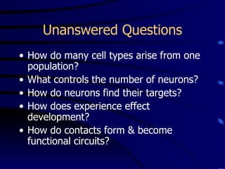 Unanswered Questions How do many cell types arise from one population? What controls the number of neurons? How do neurons find their targets? How does experience effect development? How do contacts form & become functional circuits? 