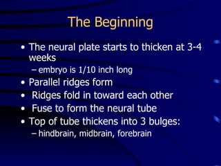 The Beginning The neural plate starts to thicken at 3-4 weeks  embryo is 1/10 inch long Parallel ridges form Ridges fold in toward each other   Fuse to form the neural tube Top of tube thickens into 3 bulges: hindbrain, midbrain, forebrain 