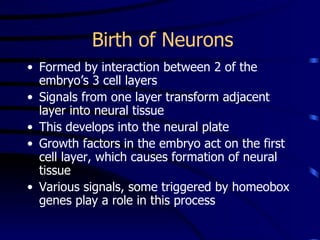 Birth of Neurons Formed by interaction between 2 of the embryo’s 3 cell layers Signals from one layer transform adjacent layer into neural tissue This develops into the neural plate Growth factors in the embryo act on the first cell layer, which causes formation of neural tissue Various signals, some triggered by homeobox genes play a role in this process 