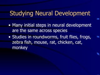 Studying Neural Development Many initial steps in neural development are the same across species Studies in roundworms, fruit flies, frogs, zebra fish, mouse, rat, chicken, cat, monkey 