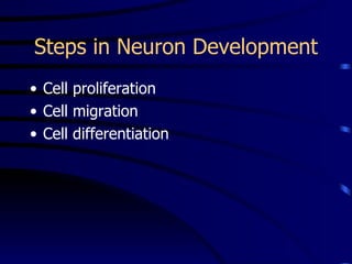 Steps in Neuron Development Cell proliferation Cell migration Cell differentiation  