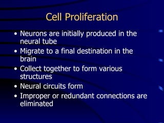 Cell Proliferation Neurons are initially produced in the neural tube Migrate to a final destination in the brain Collect together to form various structures Neural circuits form Improper or redundant connections are eliminated 