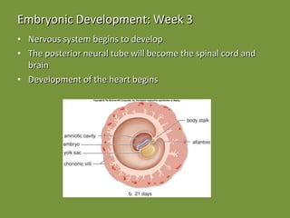 Embryonic Development: Week 3 Nervous system begins to develop The posterior neural tube will become the spinal cord and brain Development of the heart begins 