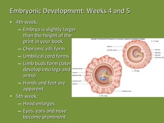 Embryonic Development: Weeks 4 and 5 4th week: Embryo is slightly larger than the height of the print in your book Chorionic villi form Umbilical cord forms Limb buds form (later develop into legs and arms) Hands and feet are apparent 5th week: Head enlarges Eyes, ears and nose become prominent 