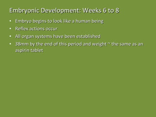Embryonic Development: Weeks 6 to 8 Embryo begins to look like a human being Reflex actions occur All organ systems have been established 38mm by the end of this period and weight ~ the same as an aspirin tablet 