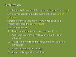 Fertilization Fertilization is the union of the sperm and egg to form  zygote Egg is surrounded by an outer matrix called the  zona of pellucida Outside this matrix has a few layers of follicular cells collectively called the  corona radiata Steps of fertilization: Several sperm penetrate the corona radiata  Acrosomal enzymes digests a portion of the zona pellucida The sperm binds to and fuses with the egg’s plasma membrane Sperm nucleus enters the egg Sperm and egg nucleus will fuse 