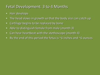 Fetal Development: 3 to 4 Months Hair develops The head slows in growth so that the body size can catch up Cartilage begins to be replaced by bone Able to distinguish female from male (month 3) Can hear heartbeat with the stethoscope (month 4) By the end of this period the fetus is ~6 inches and ~6 ounces 
