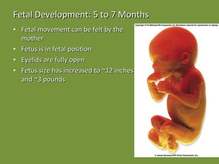 Fetal Development: 5 to 7 Months Fetal movement can be felt by the mother Fetus is in fetal position Eyelids are fully open Fetus size has increased to ~12 inches and ~3 pounds 