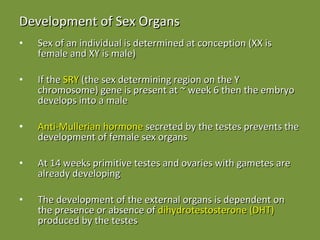 Development of Sex Organs Sex of an individual is determined at conception (XX is female and XY is male) If the  SRY  (the sex determining region on the Y chromosome) gene is present at ~ week 6 then the embryo develops into a male Anti-Mullerian hormone  secreted by the testes prevents the development of female sex organs At 14 weeks primitive testes and ovaries with gametes are already developing The development of the external organs is dependent on the presence or absence of  dihydrotestosterone (DHT)  produced by the testes 