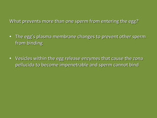 What prevents more than one sperm from entering the egg? The egg’s plasma membrane changes to prevent other sperm from binding Vesicles within the egg release enzymes that cause the zona pellucida to become impenetrable and sperm cannot bind 