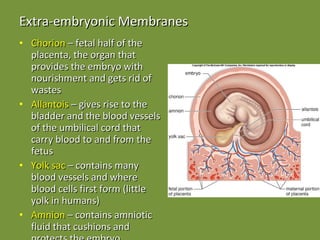 Extra-embryonic Membranes Chorion  – fetal half of the placenta, the organ that provides the embryo with nourishment and gets rid of wastes Allantois  – gives rise to the bladder and the blood vessels of the umbilical cord that carry blood to and from the fetus Yolk sac  – contains many blood vessels and where blood cells first form (little yolk in humans) Amnion  – contains amniotic fluid that cushions and protects the embryo 