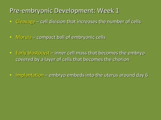 Pre-embryonic Development: Week 1 Cleavage  – cell division that increases the number of cells Morula  – compact ball of embryonic cells Early blastocyst  – inner cell mass that becomes the embryo covered by a layer of cells that becomes the chorion Implantation  – embryo embeds into the uterus around day 6 