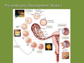 Pre-embryonic Development: Week 1 