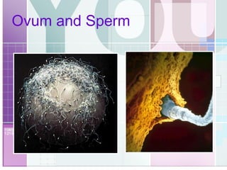 Ovum and Sperm 