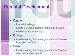 Prenatal Development Zygote the fertilized egg enters a 2 week period of rapid cell division develops into an embryo Embryo the developing human organism from 2 weeks through 2nd month Fetus the developing human organism from 9 weeks after conception to birth 