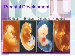 Prenatal Development 40 days  45 days  2 months  4 months 