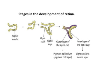 Retinal Cell Development Time Course Development Of Eye by Tauqeer Ahmad | PPTX