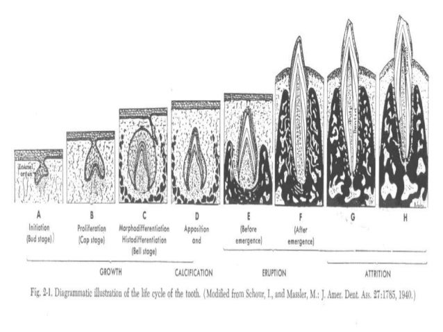 Development Of Face Palate And Jaw