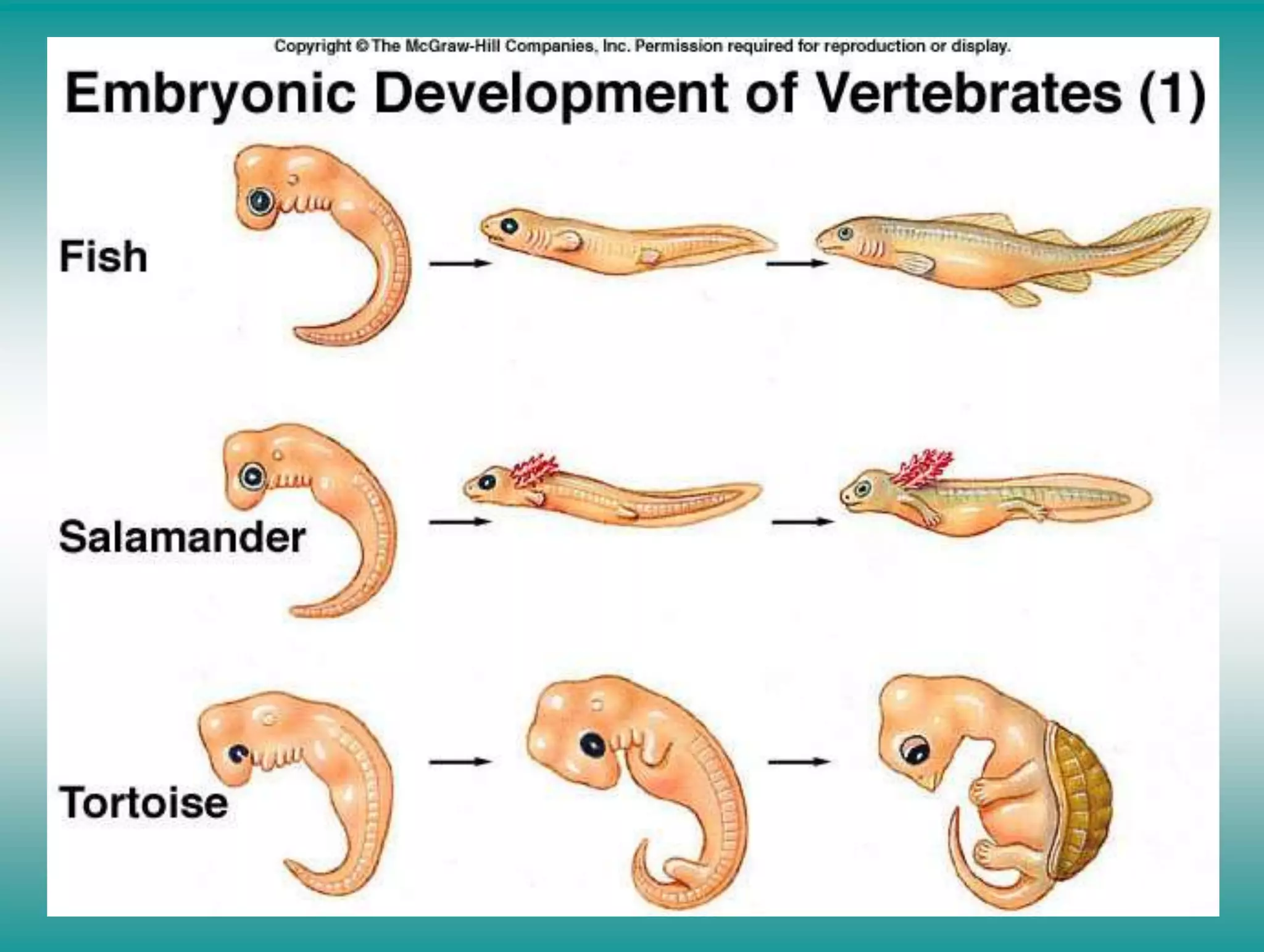Vertebra Development Vertebrate Development | PPT