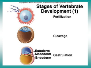 Vertebrate Development | PPT