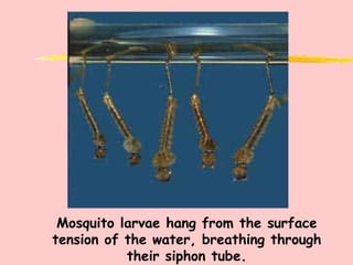 Mosquito larvae hang from the surface tension of the water, breathing through their siphon tube. 
