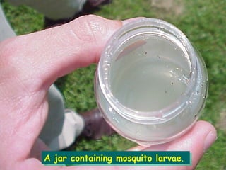 A jar containing mosquito larvae . 