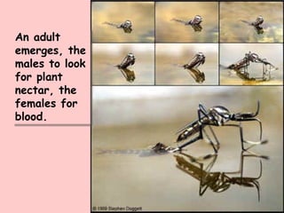 An adult emerges, the males to look for plant nectar, the females for blood. 