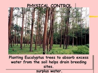 PHYSICAL CONTROL Draining breeding places: because mosquitoes need so little water in which to lay their eggs, it can be virtually impossible to find and drain them all. Flushing out breeding sites by weekly release of water can drown the larvae, but can only be done in suitable areas and where there is surplus water. Planting Eucalyptus trees to absorb excess water from the soil helps drain breeding sites. 
