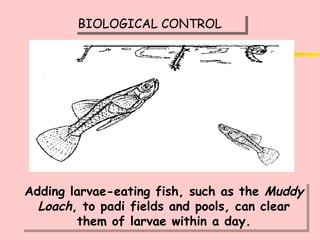 BIOLOGICAL CONTROL Adding larvae-eating fish, such as the  Muddy Loach , to padi fields and pools, can clear them of larvae within a day. 