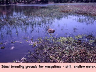 Ideal breeding grounds for mosquitoes – still, shallow water. 