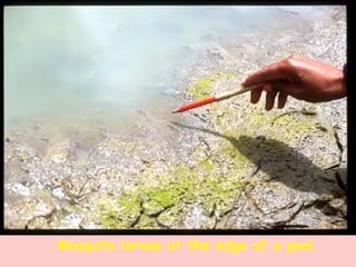 Mosquito larvae at the edge of a pool. 