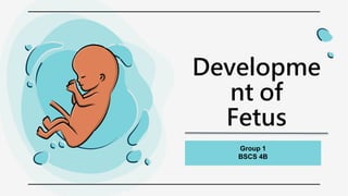 Developme
nt of
Fetus
Group 1
BSCS 4B
 