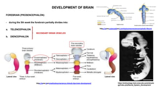 Prosencephalic Development DEVELOPMENT-OF-NERVOUS-SYSTEM.pptx v. . | PPTX