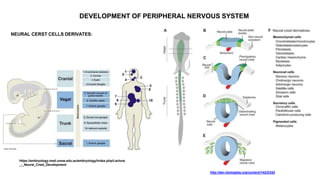 DEVELOPMENT-OF-NERVOUS-SYSTEM.pptx v. . | PPTX